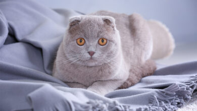 Scottish Fold Kedi Özellikleri, Bakımı ve Beslenmesi