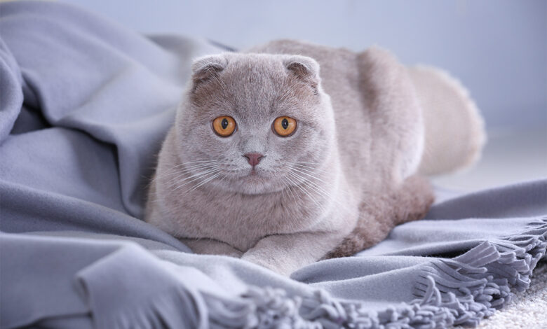 Scottish Fold Kedi Özellikleri, Bakımı ve Beslenmesi