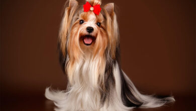 Süs Köpeği (Fino) Cinsleri ve Özellikleri