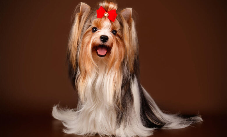Süs Köpeği (Fino) Cinsleri ve Özellikleri 1 Süs Köpeği (Fino) Cinsleri ve Özellikleri