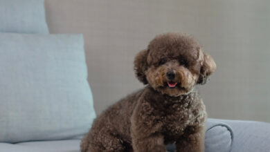 Toy Poodle Özellikleri, Bakımı ve Beslenmesi 4 Toy Poodle Özellikleri, Bakımı ve Beslenmesi