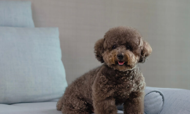 Toy Poodle Özellikleri, Bakımı ve Beslenmesi 1 Toy Poodle Özellikleri, Bakımı ve Beslenmesi