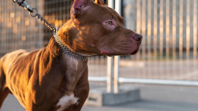 Türkiye'de Yasaklanmış Köpek Irkları 6 Türkiye'de Yasak Olan Köpek Irkları