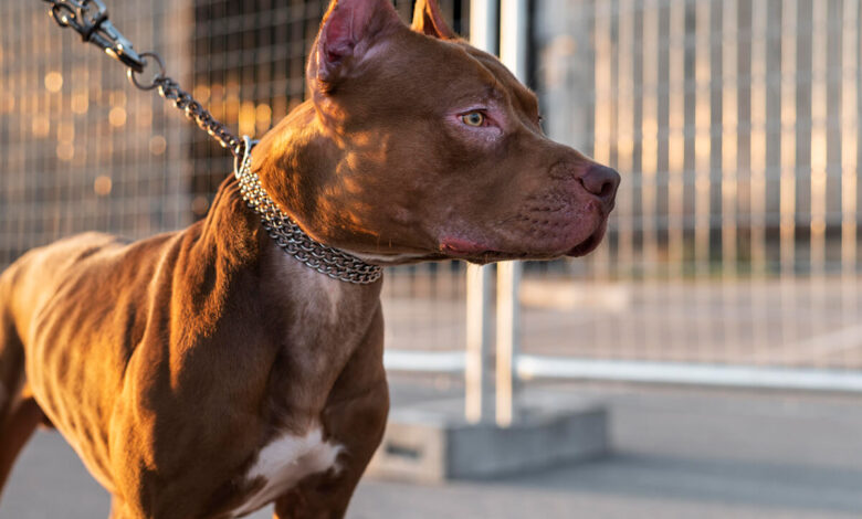 Türkiye'de Yasak Olan Köpek Irkları