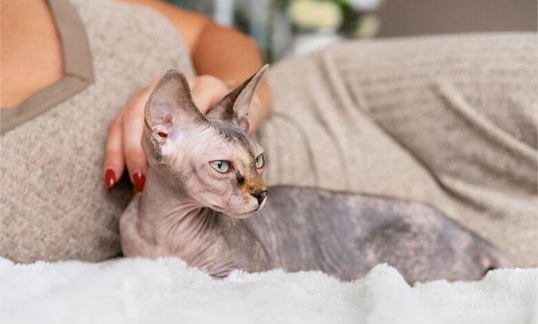 Tanışmanız Gereken Tüysüz Kedi Cinsleri 1 Tanışmanız Gereken Tüysüz Kedi Cinsleri