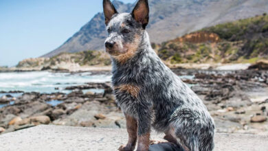 Avustralya Sığır Köpeği Özellikleri, Bakımı ve Beslenmesi