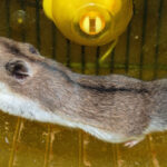 cin hamsteri