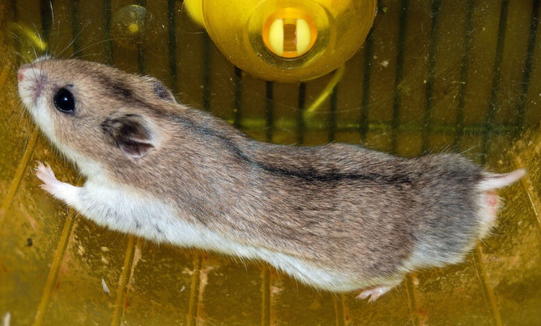 Çin Hamsterı Özellikleri, Beslenmesi ve Bakımı