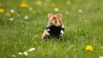 Hamsterlar Meyve Yiyebilir mi? 8 Hamsterlar Meyve Yiyebilir mi?