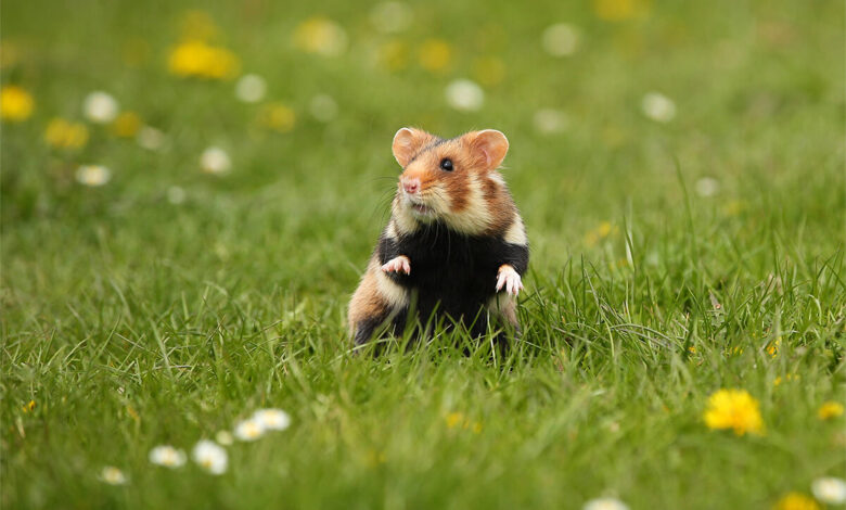 Hamsterlar Meyve Yiyebilir mi? 1 Hamsterlar Meyve Yiyebilir mi?