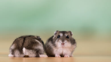 Hamsterlar Yavrularını Neden Yer? 9 Hamsterlar Yavrularını Neden Yer?