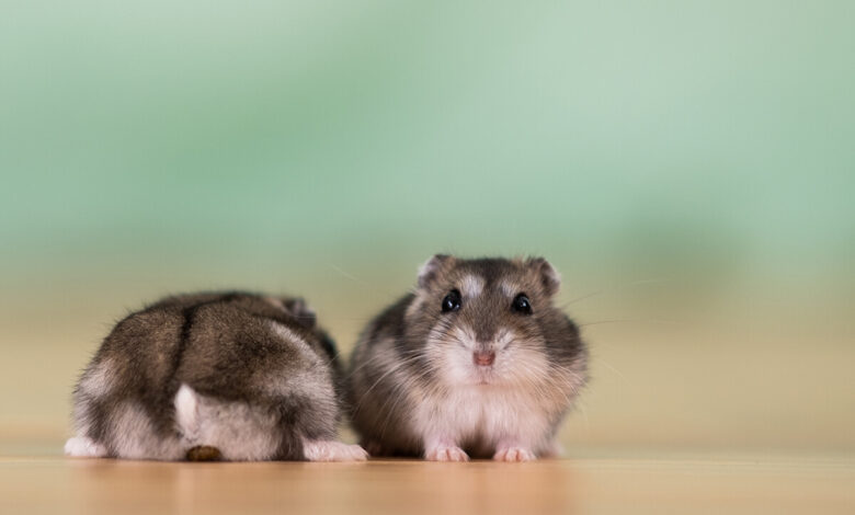 Hamsterlar Yavrularını Neden Yer? 1 Hamsterlar Yavrularını Neden Yer?