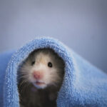 hamsterlarda islak kuyruk