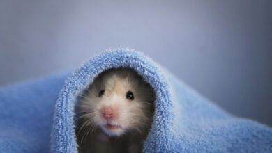 Hamsterlarda Islak Kuyruk Hastalığı: Belirtileri, Nedenleri ve Tedavisi