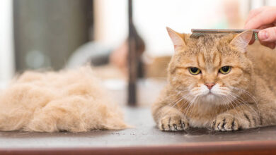 Kedi Tüyü ve Kürk Arasındaki Fark Nedir?