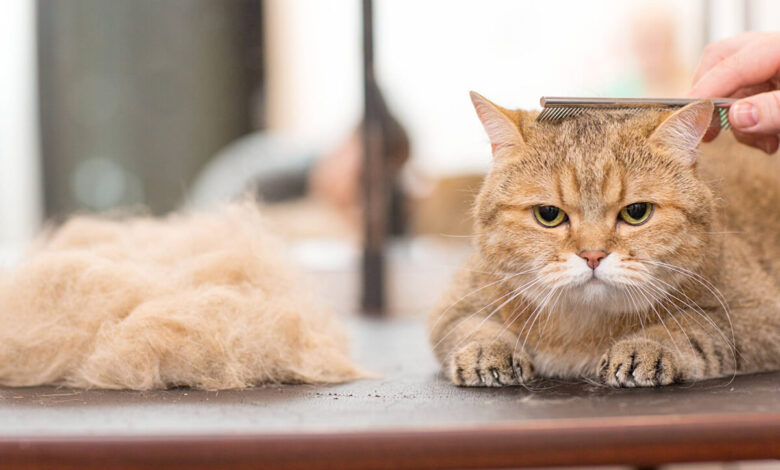 Kedi Tüyü ve Kürk Arasındaki Fark Nedir? 1 Kedi Tüyü ve Kürk Arasındaki Fark Nedir?