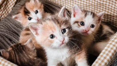 Kısırlaştırılmamış Bir Kedi Yılda Kaç Kez Doğum Yapabilir?