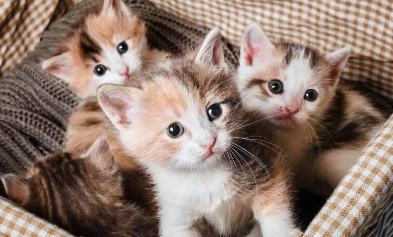 Kısırlaştırılmamış Bir Kedi Yılda Kaç Kez Doğum Yapabilir? 1 Kısırlaştırılmamış Bir Kedi Yılda Kaç Kez Doğum Yapabilir?