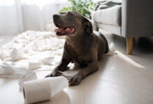 Köpeğim Kabız Oldu, Ne Yapmalıyım?