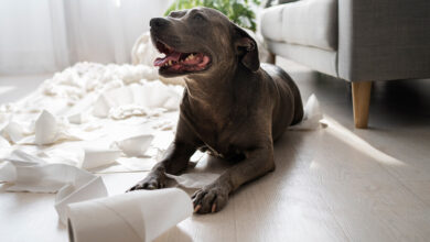 Köpeğim Kabız Oldu, Ne Yapmalıyım?