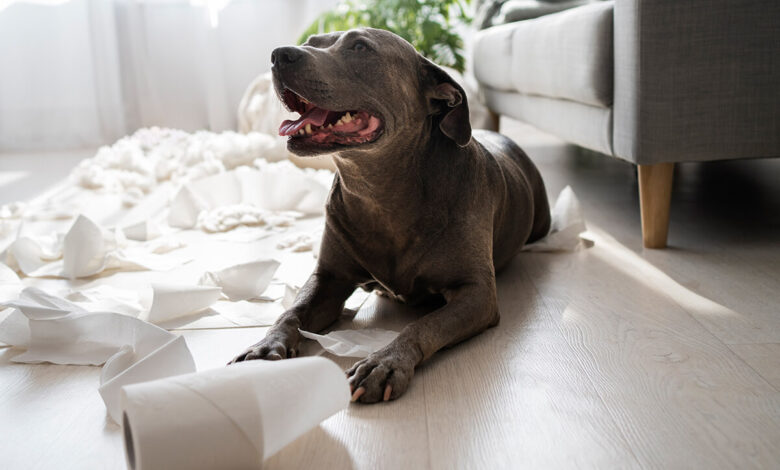 Köpeğim Kabız Oldu, Ne Yapmalıyım?
