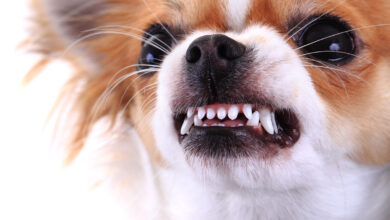 Köpekler Neden Dişlerini Gösterir?