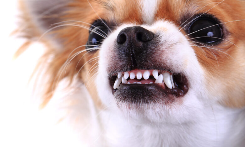 Köpekler Neden Dişlerini Gösterir?