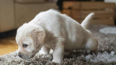 Köpeğim Neden Eve Çiş Yapıyor? 6 Köpeğim Neden Eve Çiş Yapıyor?