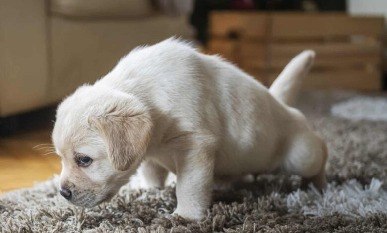 Köpeğim Neden Eve Çiş Yapıyor? 1 Köpeğim Neden Eve Çiş Yapıyor?