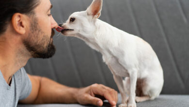 Köpeğiniz Sizi Yaladığında Ne Anlatmak İstiyor?