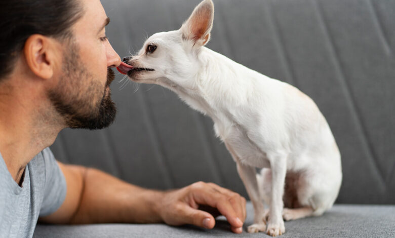 Köpeğiniz Sizi Yaladığında Ne Anlatmak İstiyor? 1 Köpeğiniz Sizi Yaladığında Ne Anlatmak İstiyor?