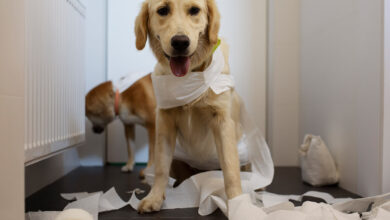 Köpek Dışkısında Mukus Görülmesinin Yaygın Nedenleri
