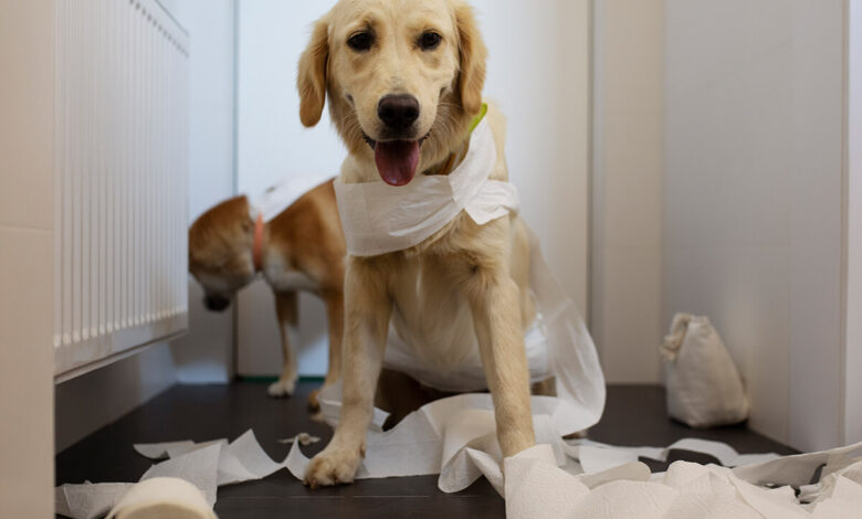 Köpek Dışkısında Mukus Görülmesinin Yaygın Nedenleri