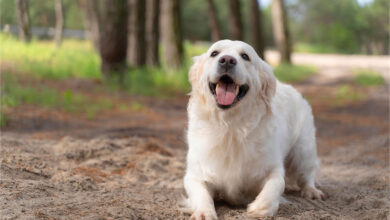 Köpekler Neden Kulaklarını Arkaya Yatırır?