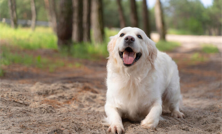Köpekler Neden Kulaklarını Arkaya Yatırır? 1 Köpekler Neden Kulaklarını Arkaya Yatırır?