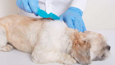 Köpeklerde İç Parazit Uygulaması