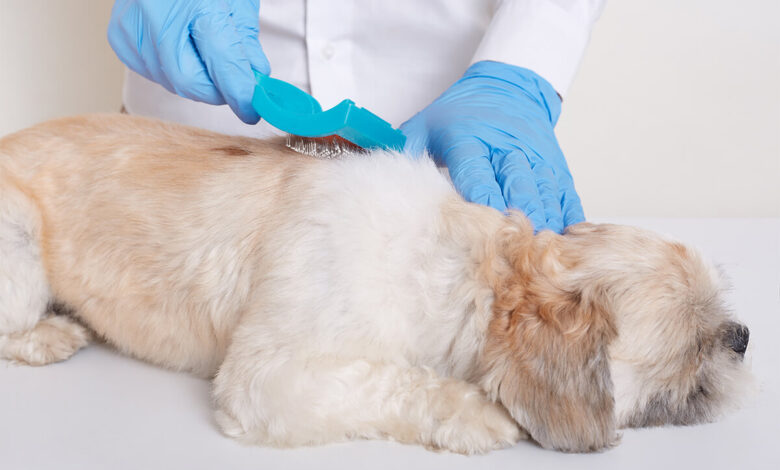 Köpeklerde İç Parazit Uygulaması