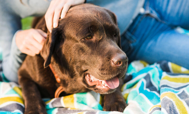 Köpeklerde Kızgınlık Dönemi ve Belirtileri 1 Köpeklerde Kızgınlık Dönemi ve Belirtileri