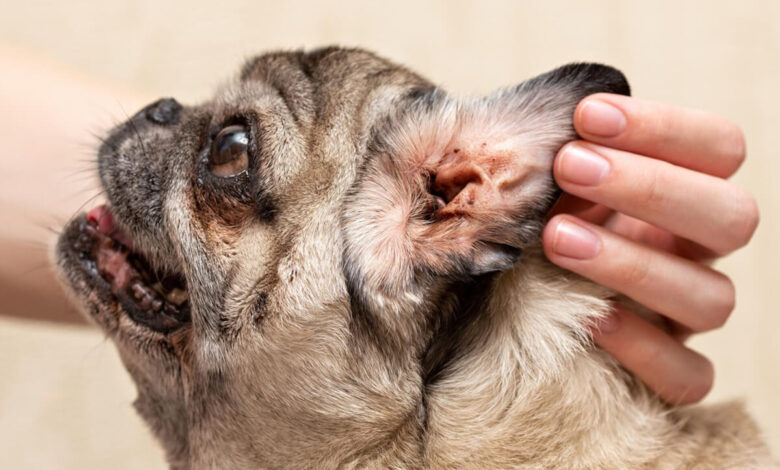 Köpeklerde Maya Mantarı Enfeksiyonu ve Tedavi Yöntemleri 1 Köpeklerde Maya Mantarı Enfeksiyonu ve Tedavi Yöntemleri