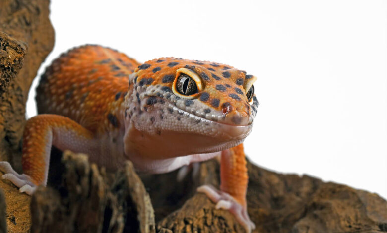 Leopar Geko Özellikleri, Beslenmesi ve Bakımı 1 Leopar Geko Özellikleri, Beslenmesi ve Bakımı