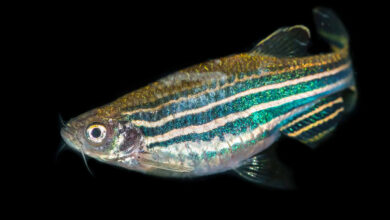Zebra Danio Özellikleri, Bakımı ve Beslenmesi