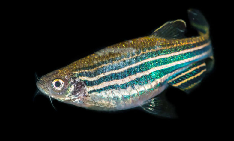Zebra Danio Özellikleri, Bakımı ve Beslenmesi 1 Zebra Danio Özellikleri, Bakımı ve Beslenmesi